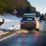 Wildunfall im Winter: Warum Tiere jetzt selbst am Tag vors Auto laufen